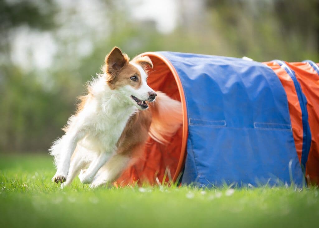 Agility Gerätekurs Training