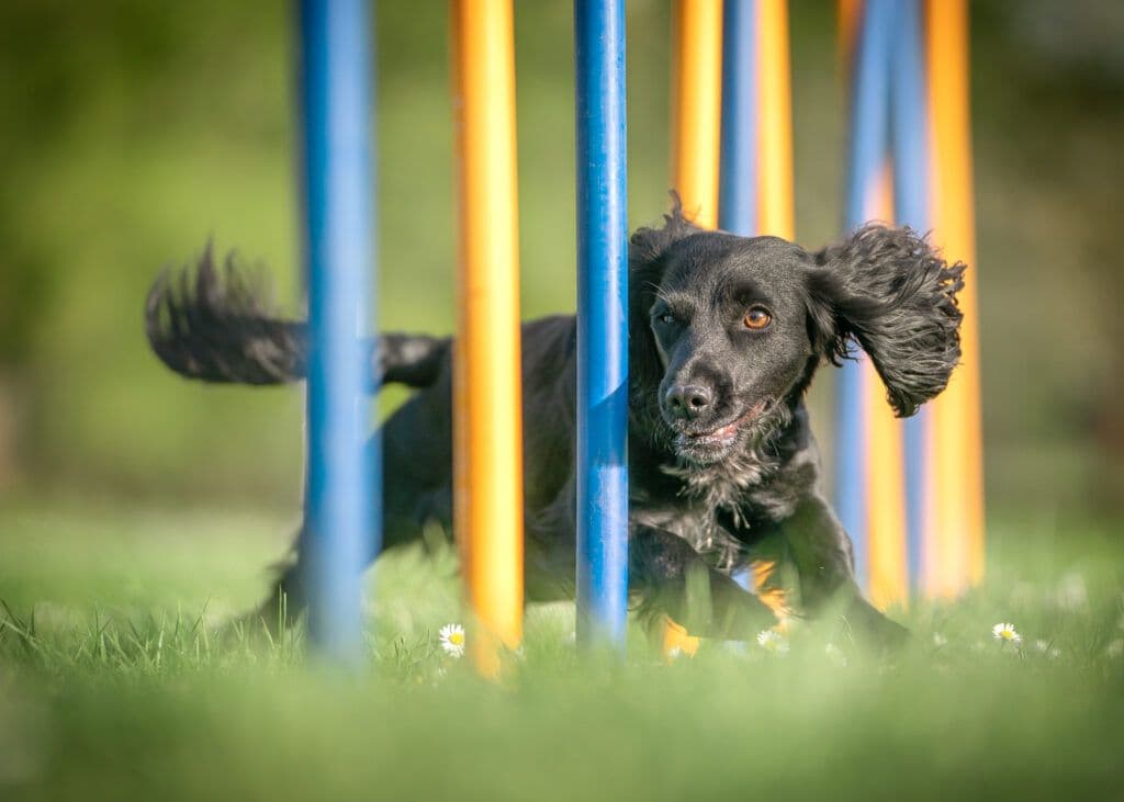 Agility Turnier