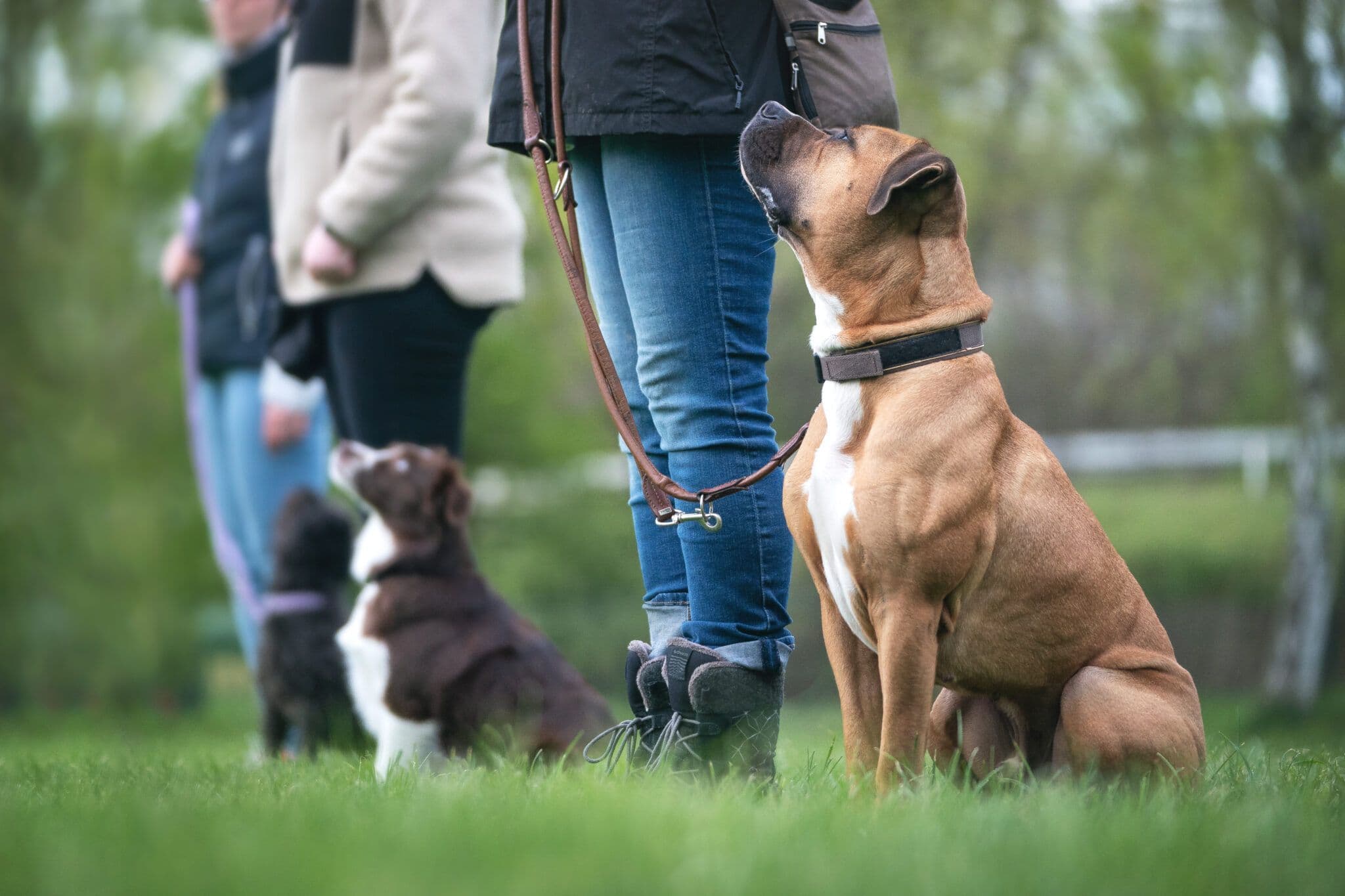 Hund beim Basistraining