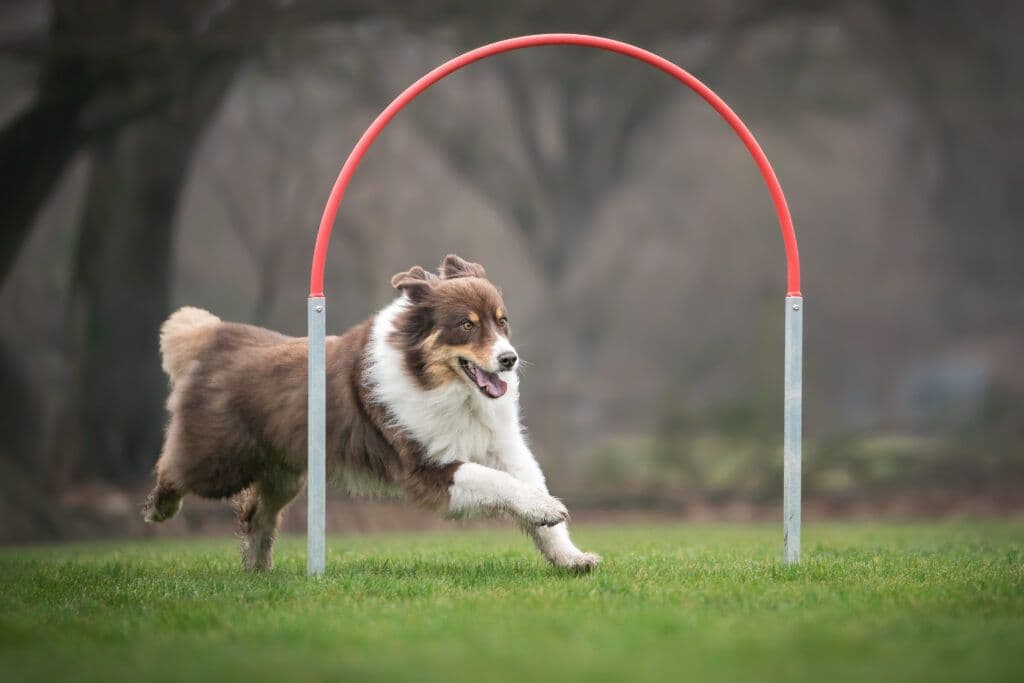 Hund beim Hoopers-Parcours