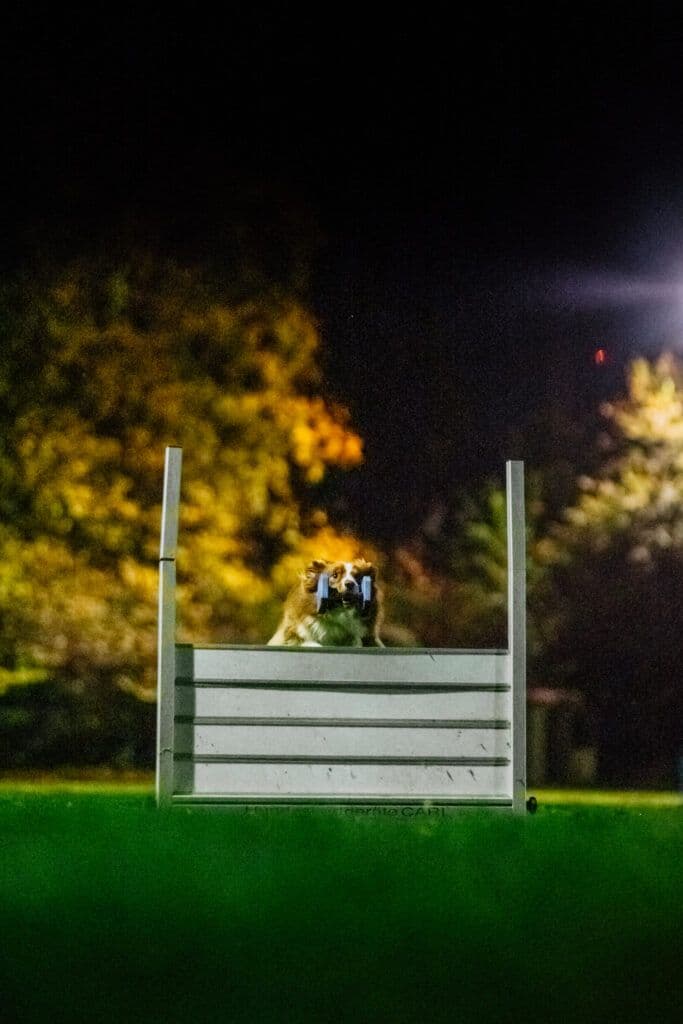 Obedience Training – Apportieren über Hürde beim PHV Karlsruhe