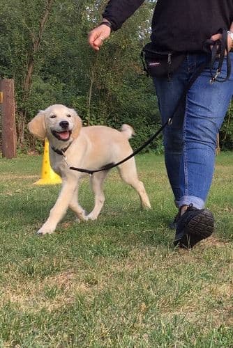 Hundetraining auf dem Platz